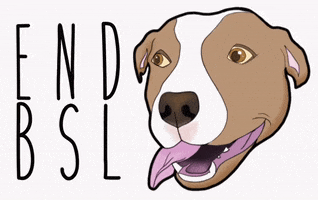 Pitbull GIF