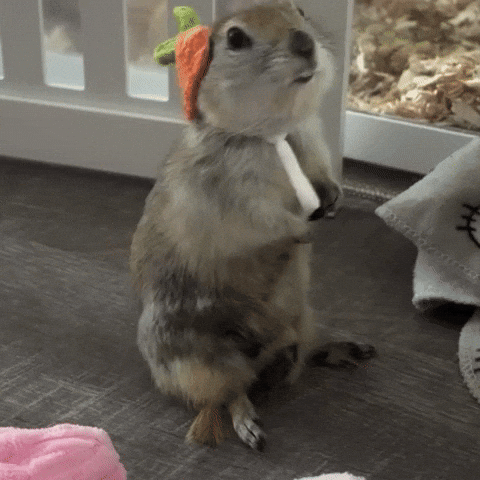 Squirrel Carrot GIF