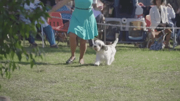 dog show pbgv GIF by Westminster Kennel Club