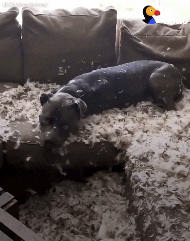 dog couch GIF by The Dodo