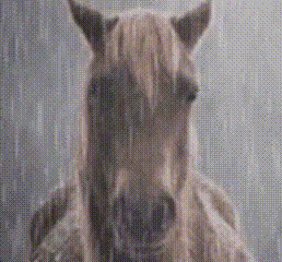 Klauber GIF