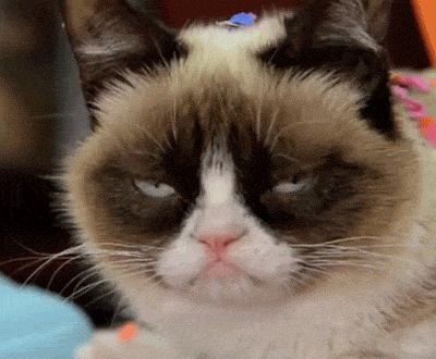 Featured image of post Angry Cat Meme Gif