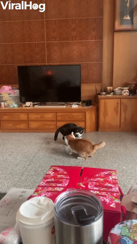Roly Poly Battle Cats GIF by ViralHog
