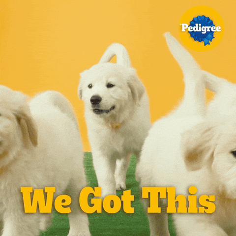Dog Food GIF by PEDIGREE US
