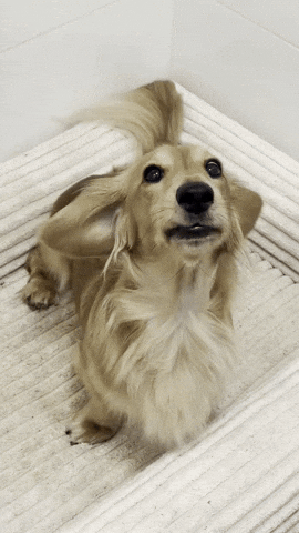 Dachshund GIF