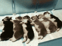 Puppy Gifs