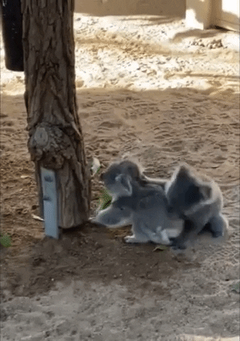 Koala Bear Wrestling GIF by Storyful