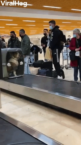 Large Pitbull Dog Confidently Travels Through Baggage Pick-Up GIF by ViralHog