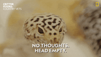 Snake Reaction GIF by Nat Geo Wild
