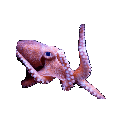 Marine Biology Ocean Sticker by OctoNation® The Largest Octopus Fan Club!