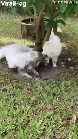 White Pups Play In Muddy Puddle GIF by ViralHog