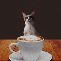 Fancy-coffee GIFs - Get the best GIF on GIPHY