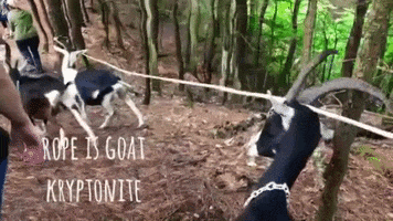 Maine GIF