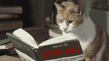 Reading Cat GIFs - Get the best GIF on GIPHY