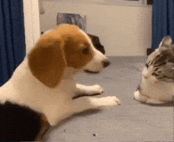 Cat GIF
