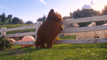 Movie Hello GIF by The Secret Life Of Pets