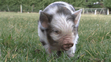 pig bacon GIF