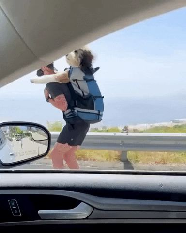 Dog GIF