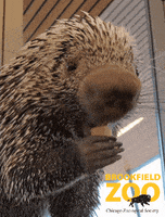 Snack Treat GIF by Brookfield Zoo