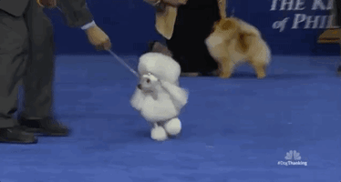 national dog show 2018 GIF by NBC Find Share on GIPHY