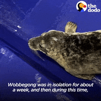 Confused Sea Lion GIF by The Dodo
