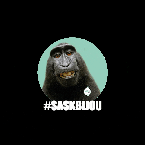 SASK Roeselare GIF
