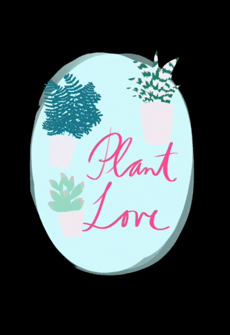 wonderoftoday plants succulents kaktus plant love GIF