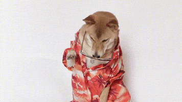 Video gif. Adorable dog wearing sunglasses and a Hawaiian shirt paws at the glasses and then gives us a charming look.
