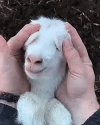 Baby Goat Prancing GIFs - Get the best GIF on GIPHY