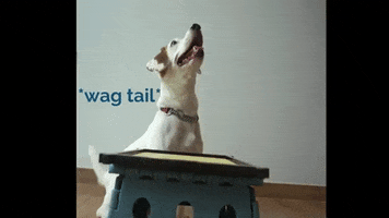 Jack Russell Tail GIF by WoofWaggers