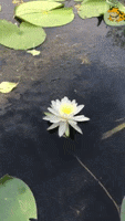 Lily Pad Waves GIF by Riveredge Nature Center