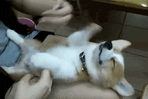 Video gif. Baby corgi sleeps belly-up on a woman’s lap as she flips their front paws continuously, making the puppy look like it is swimming through the air.