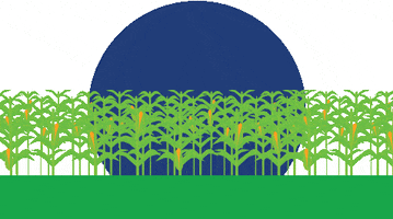 Harvest Maize GIF by ForFarmers
