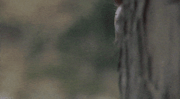 someone stalking GIF