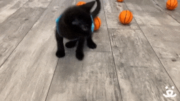 Sliding March Madness GIF by Best Friends Animal Society