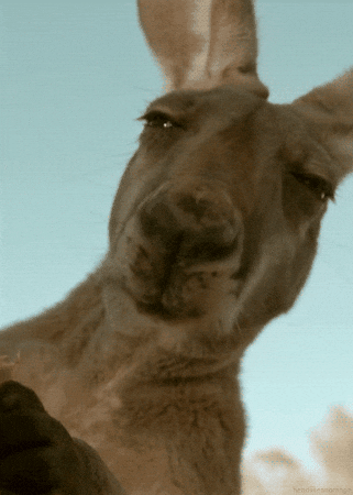 Animalmeme GIF