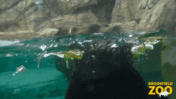 Brown Bear Swimming GIF by Brookfield Zoo