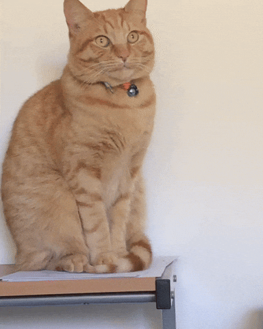 Cat GIF