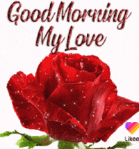 Animated Funny Bear Good Morning GIF, GIFDB.com in 2023
