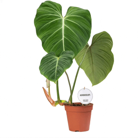 Philodendron GIF by KMN