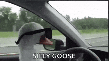 Duck Goose GIF