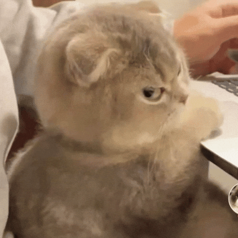 Angry Iraq GIF by Bashar