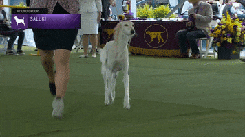 Dogs Saluki GIF by Westminster Kennel Club