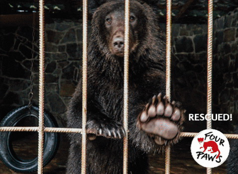 Rescue-bears GIFs - Get the best GIF on GIPHY