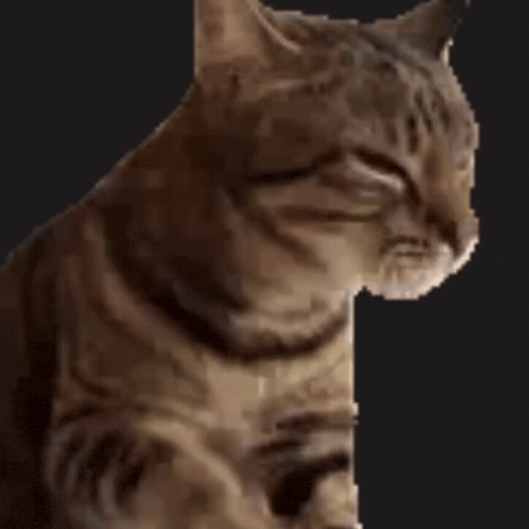 Dance Cat GIF