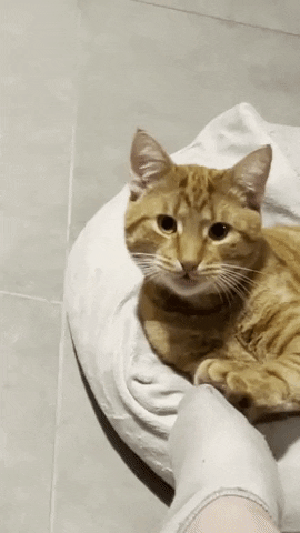 Cat Kat GIF by Dutch Media Sisters