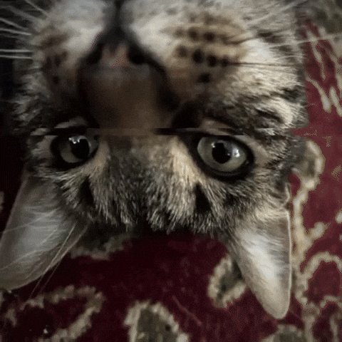 Catmemes Variants GIF