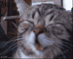 Cat Love GIF - Find & Share on GIPHY