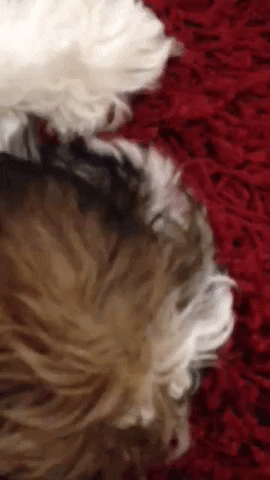 warrenwoodhouse dog loop puppy snapchat GIF