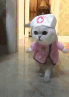 Cat Nurse GIF